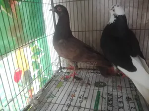 Gorrah 3 pairs
