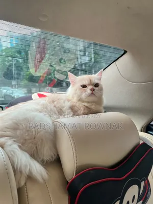 ৬-১২ মাসের নর খাঁটি পার্সিয়ান