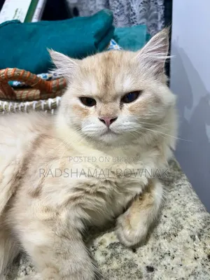৬-১২ মাসের নর খাঁটি পার্সিয়ান