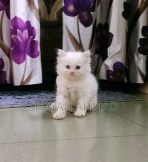 1-3 Months Female Purebred Persian