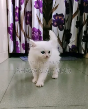 1-3 Months Female Purebred Persian