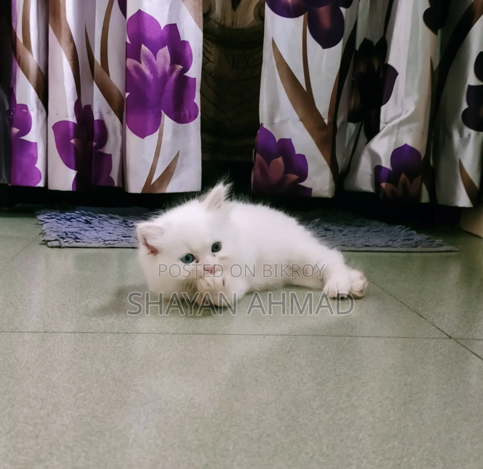 1-3 Months Female Purebred Persian