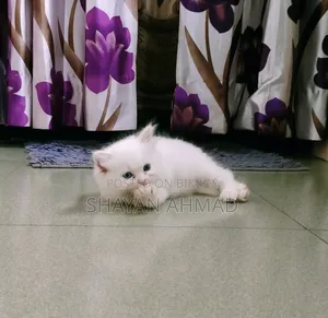 1-3 Months Female Purebred Persian