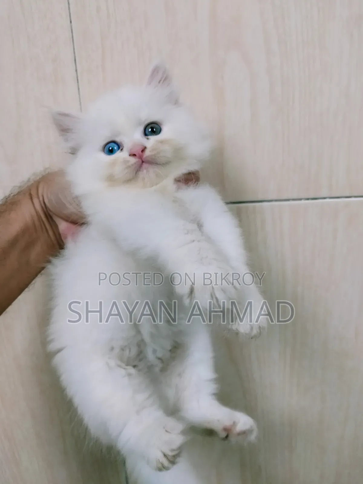 1-3 Months Female Purebred Persian