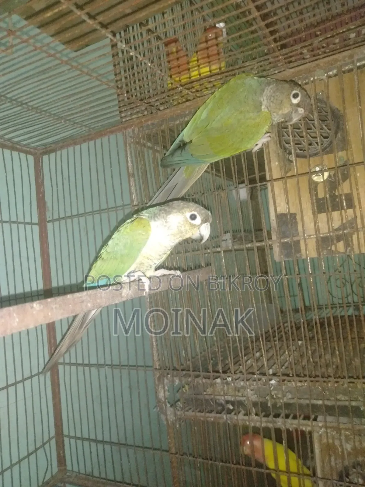 রানিং ব্লু কনুর পেয়ার