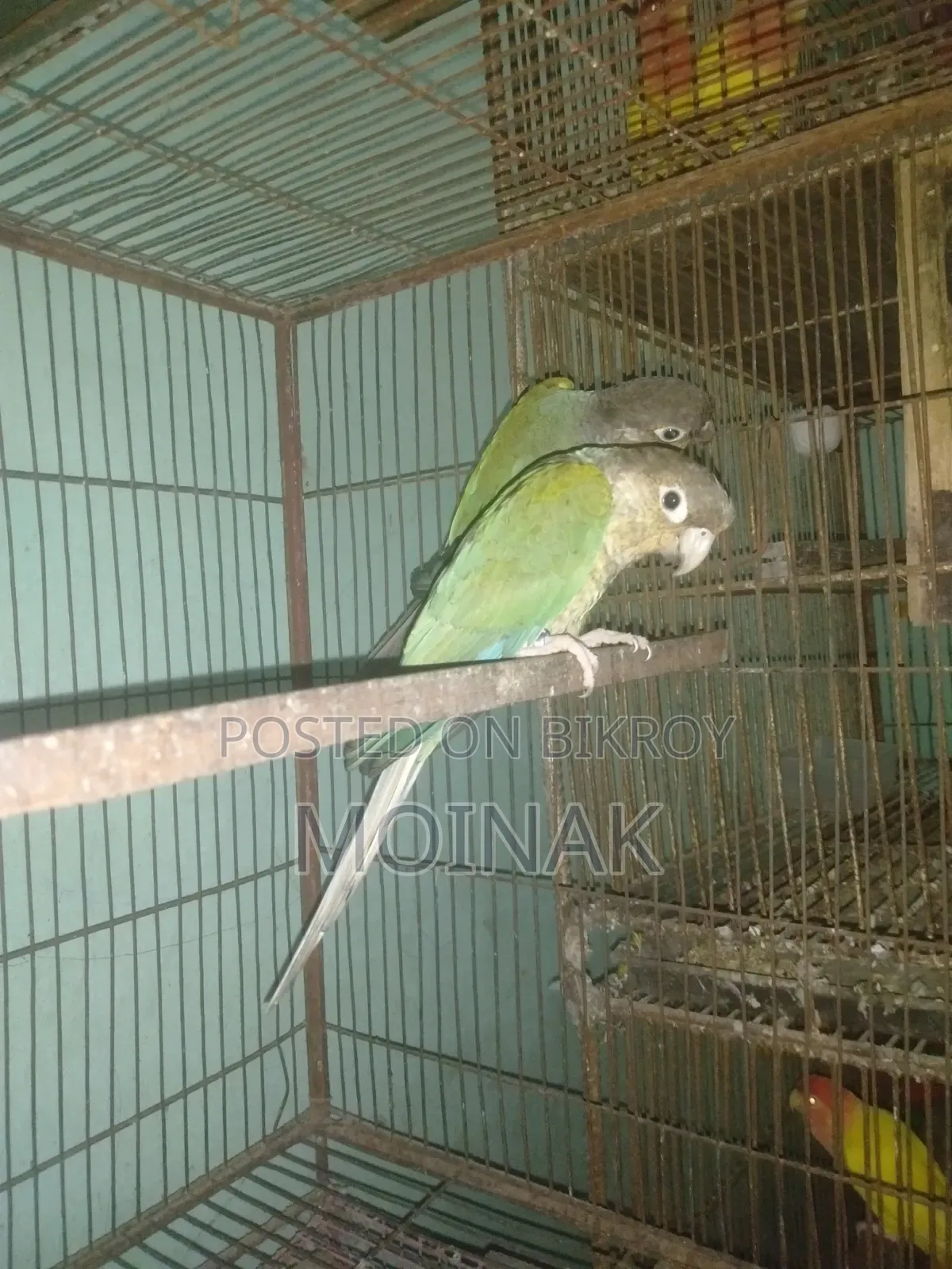 রানিং ব্লু কনুর পেয়ার