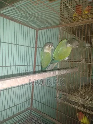 রানিং ব্লু কনুর পেয়ার