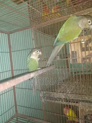 রানিং ব্লু কনুর পেয়ার