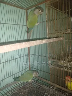 রানিং ব্লু কনুর পেয়ার