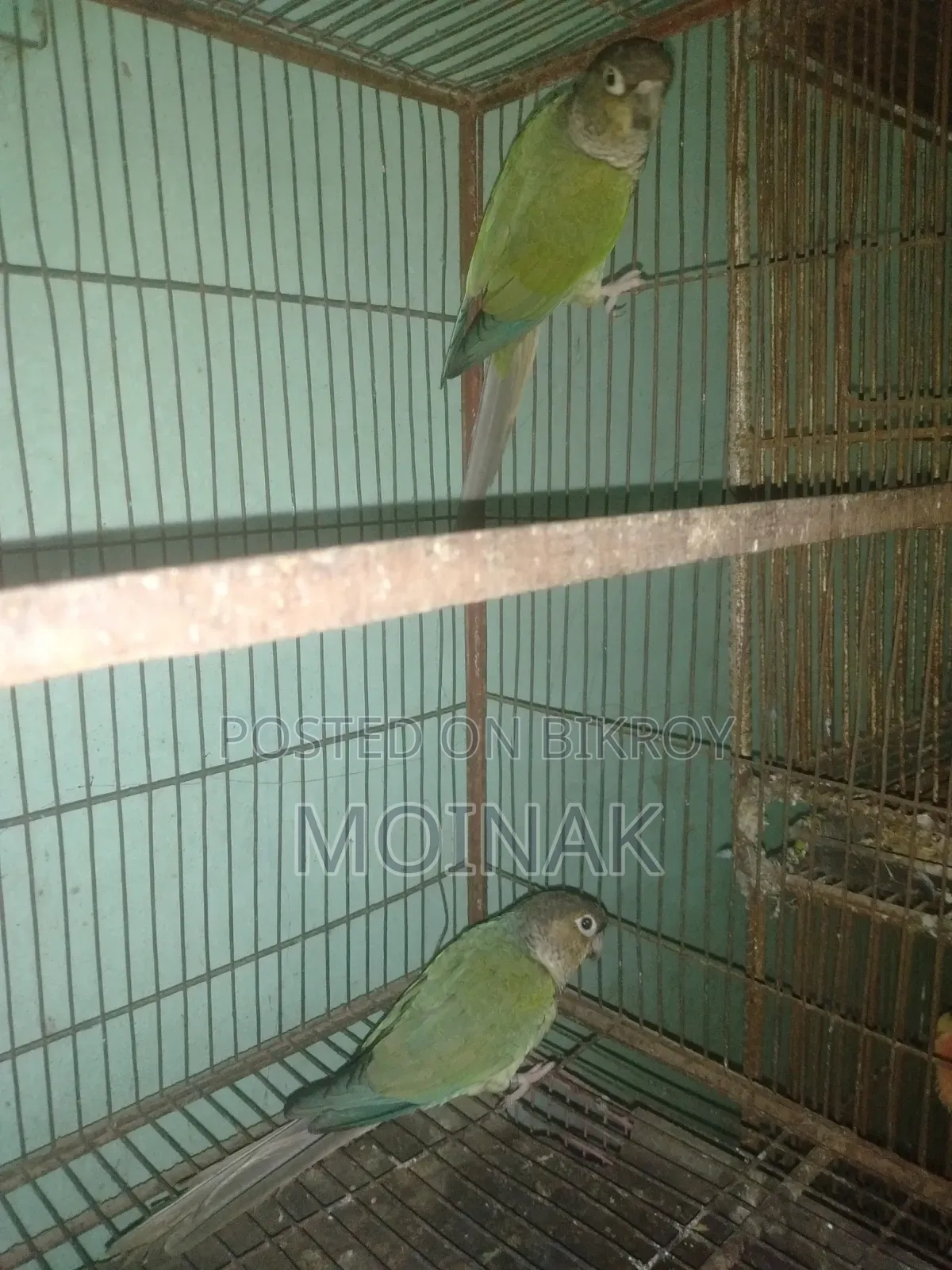রানিং ব্লু কনুর পেয়ার