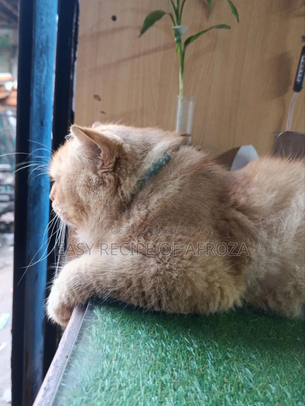 1+ Year Male Mixed Breed Persian