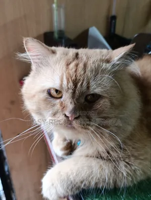 1+ Year Male Mixed Breed Persian