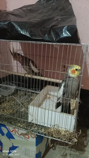ককাটেল পাখি