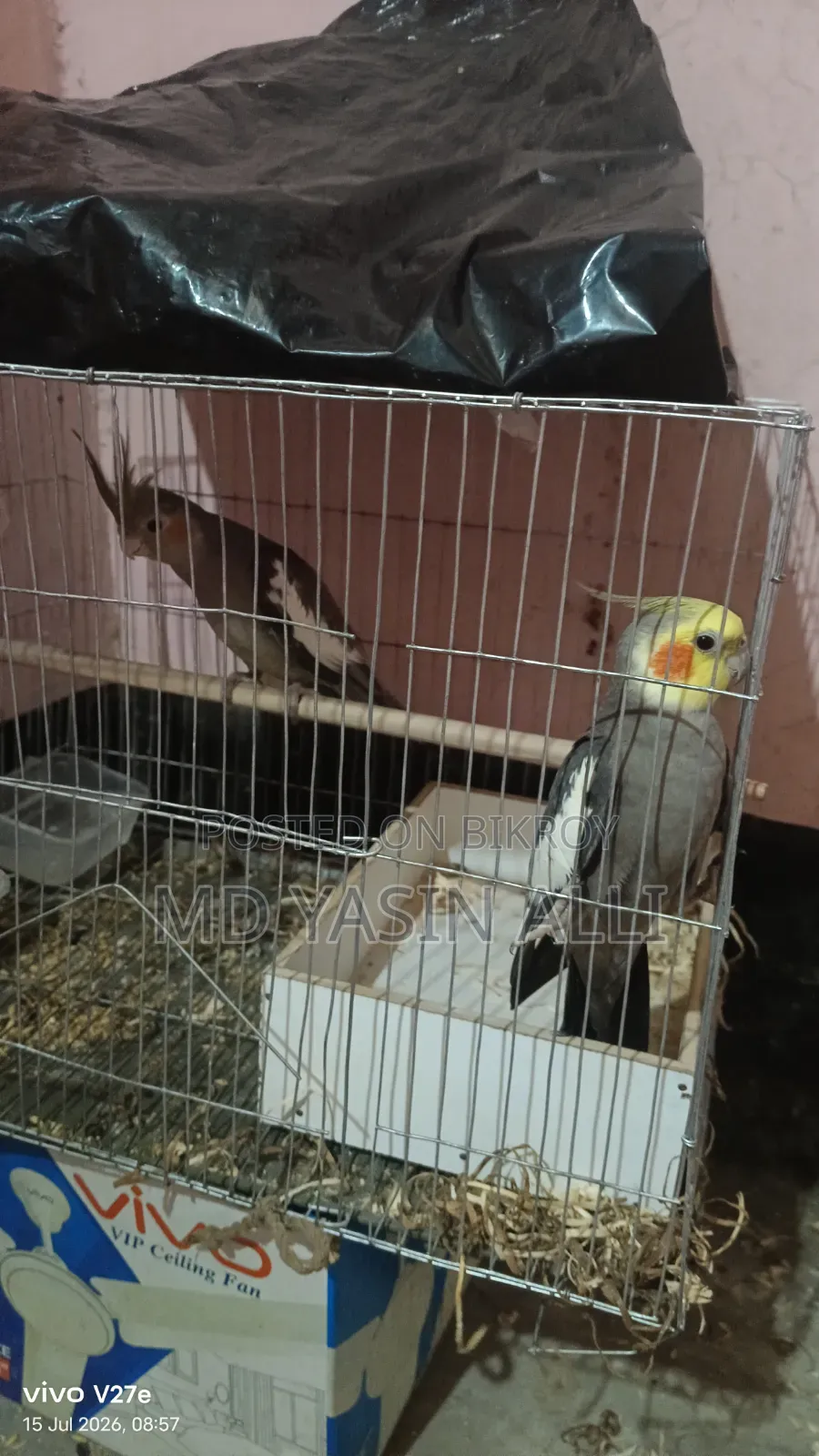 ককাটেল পাখি