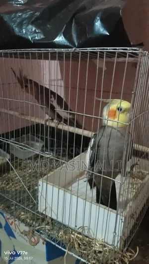 ককাটেল পাখি