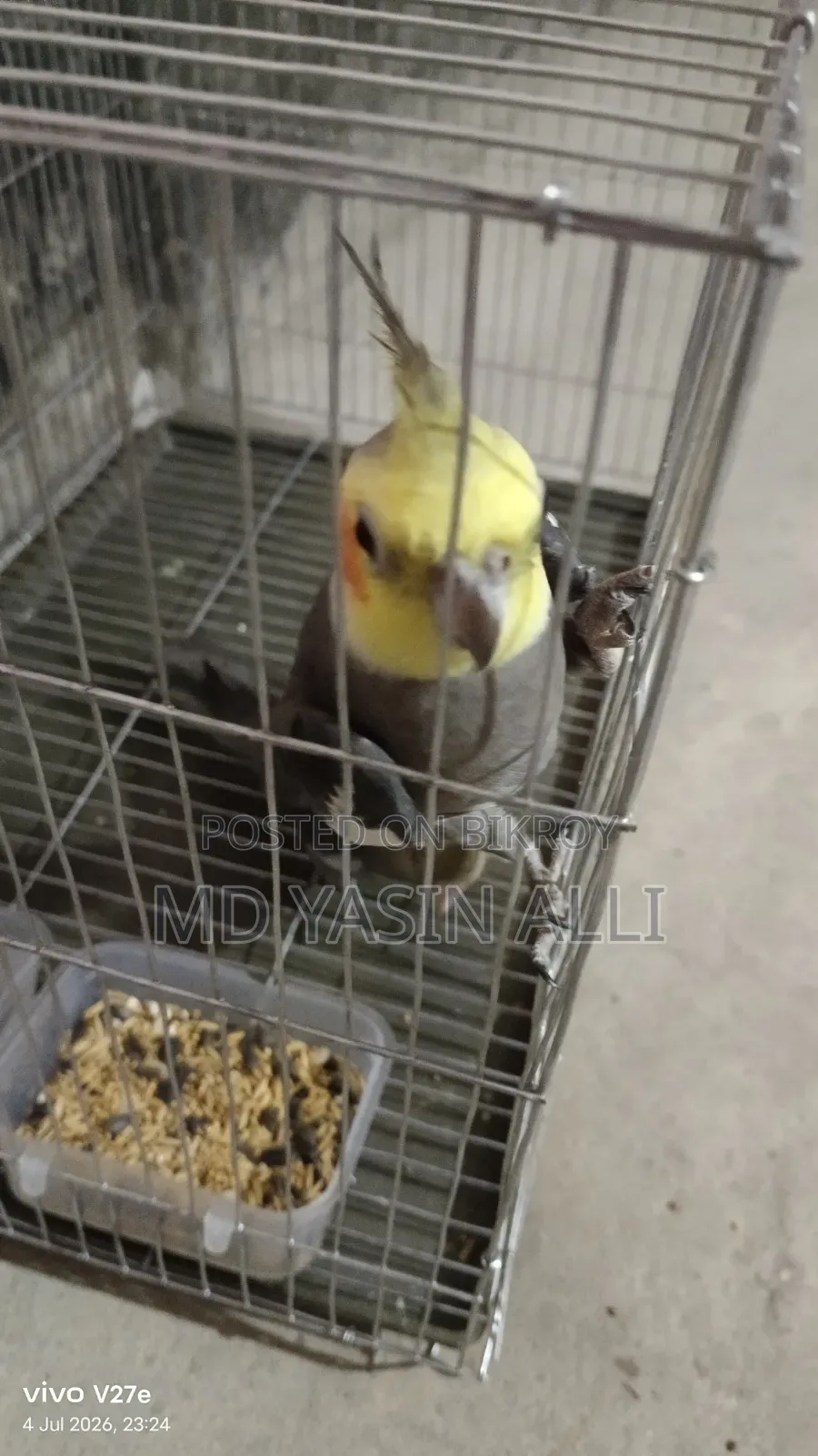 ককাটেল পাখি