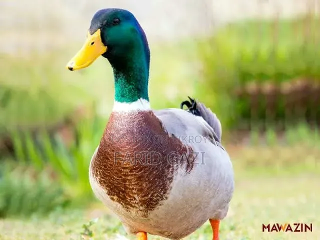 Local Desi Duck