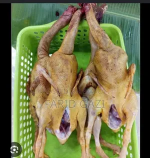 Local Desi Duck