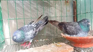 Original Kasuri Pigeon for Sale