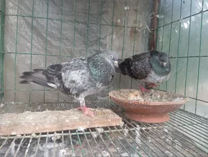 Original Kasuri Pigeon for Sale
