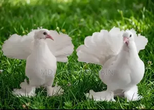 ময়ূরপঙ্খী/ লক্ষা বাচ্চা