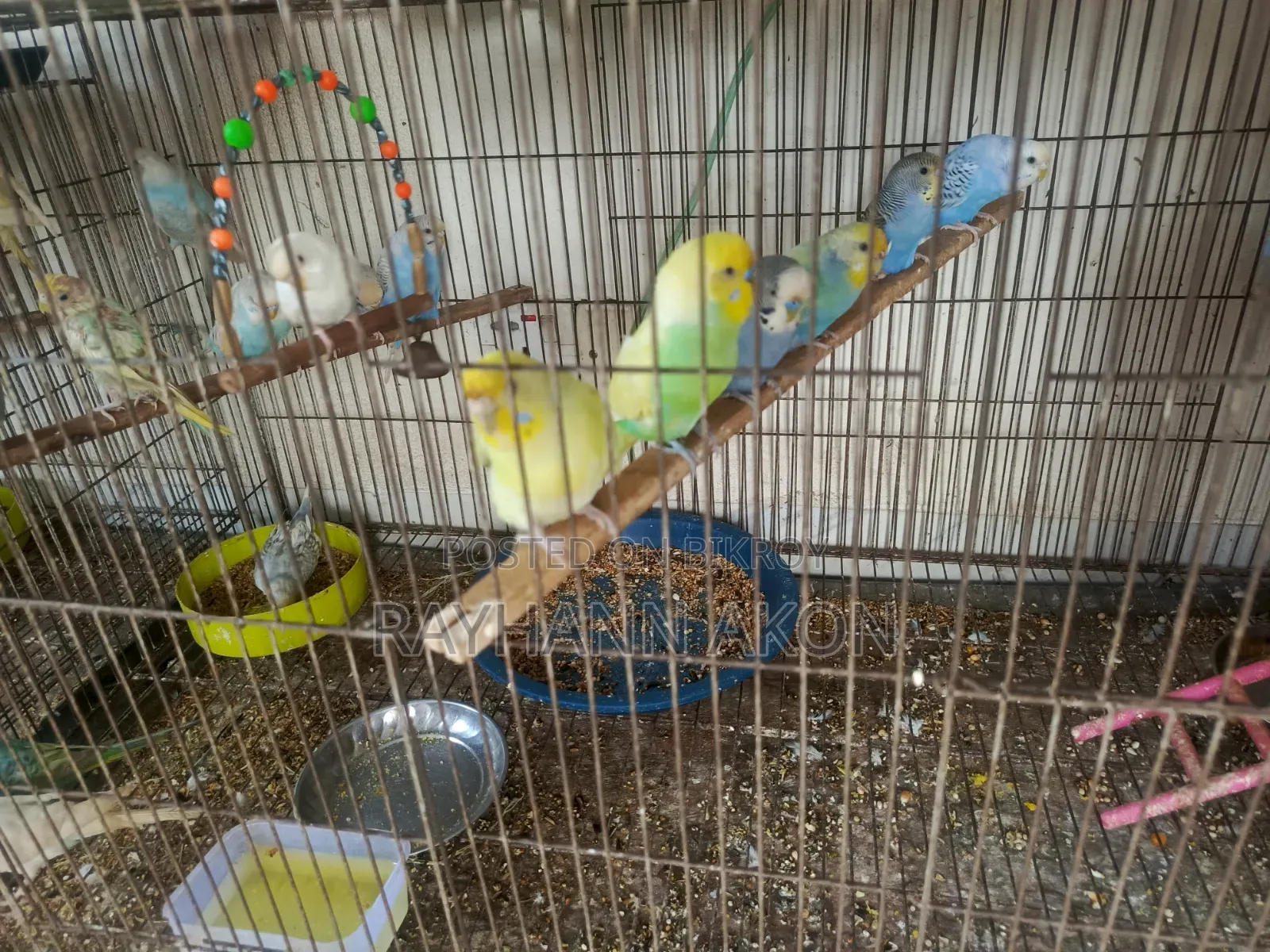 সম্পূর্ণ প্রাপ্তবয়স্ক বাজিগার পাখি