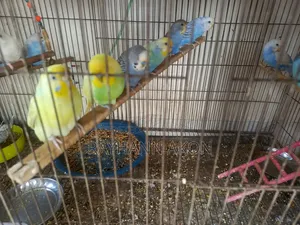 সম্পূর্ণ প্রাপ্তবয়স্ক বাজিগার পাখি