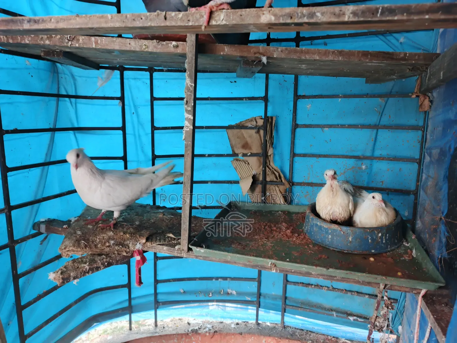 Pigeons with chicks