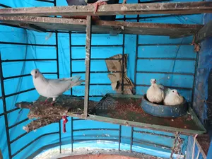 বাচ্চা সহ কবুতর