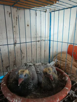 Pigeons with chicks