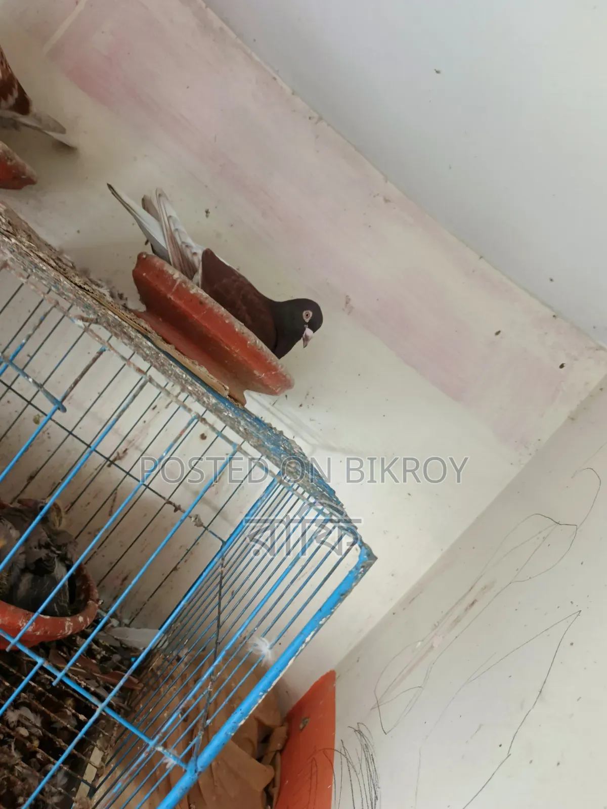 Pigeons with chicks