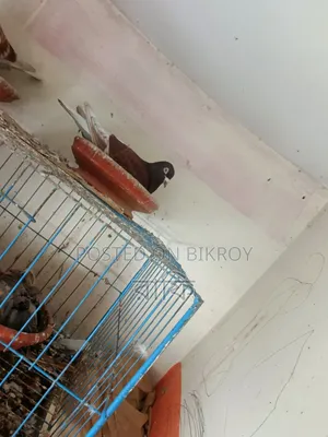 Pigeons with chicks