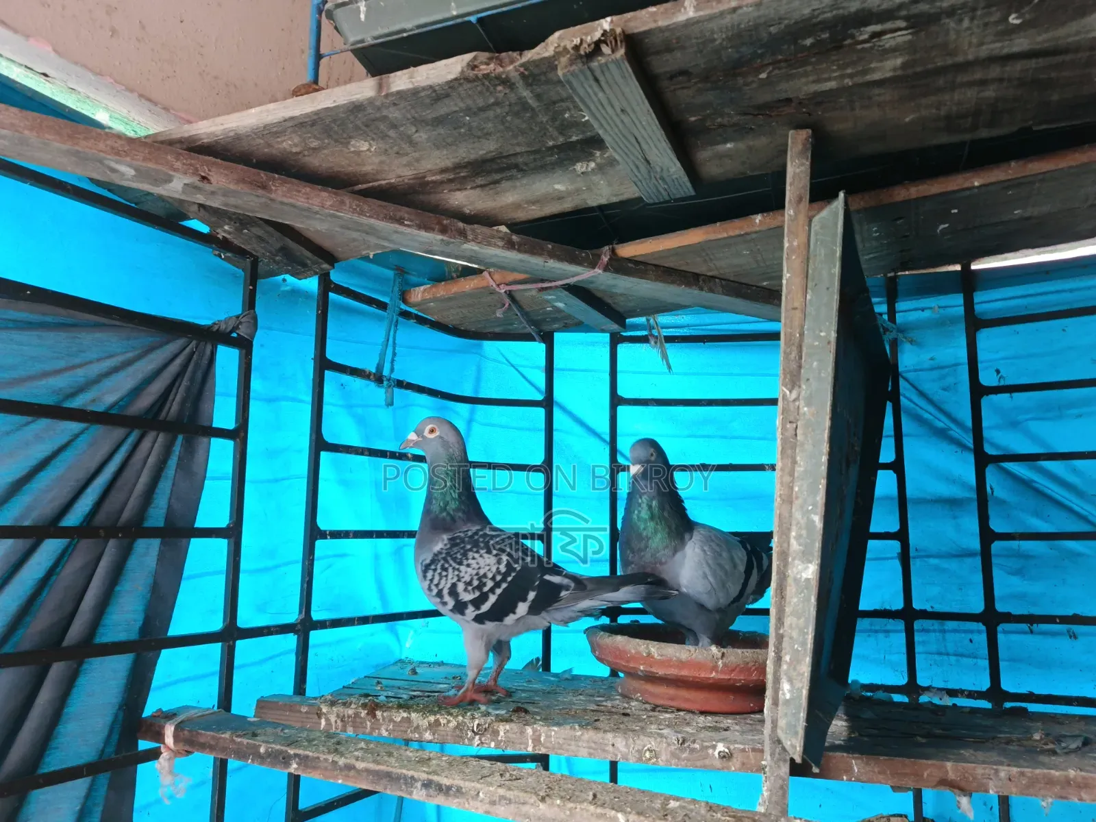 Pigeons with chicks
