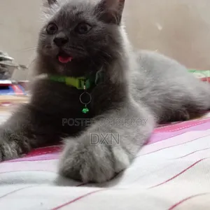 1+ year Male Purebred Persian
