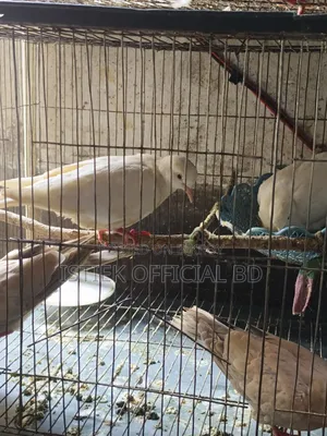ঘুঘু পাখি রানিং