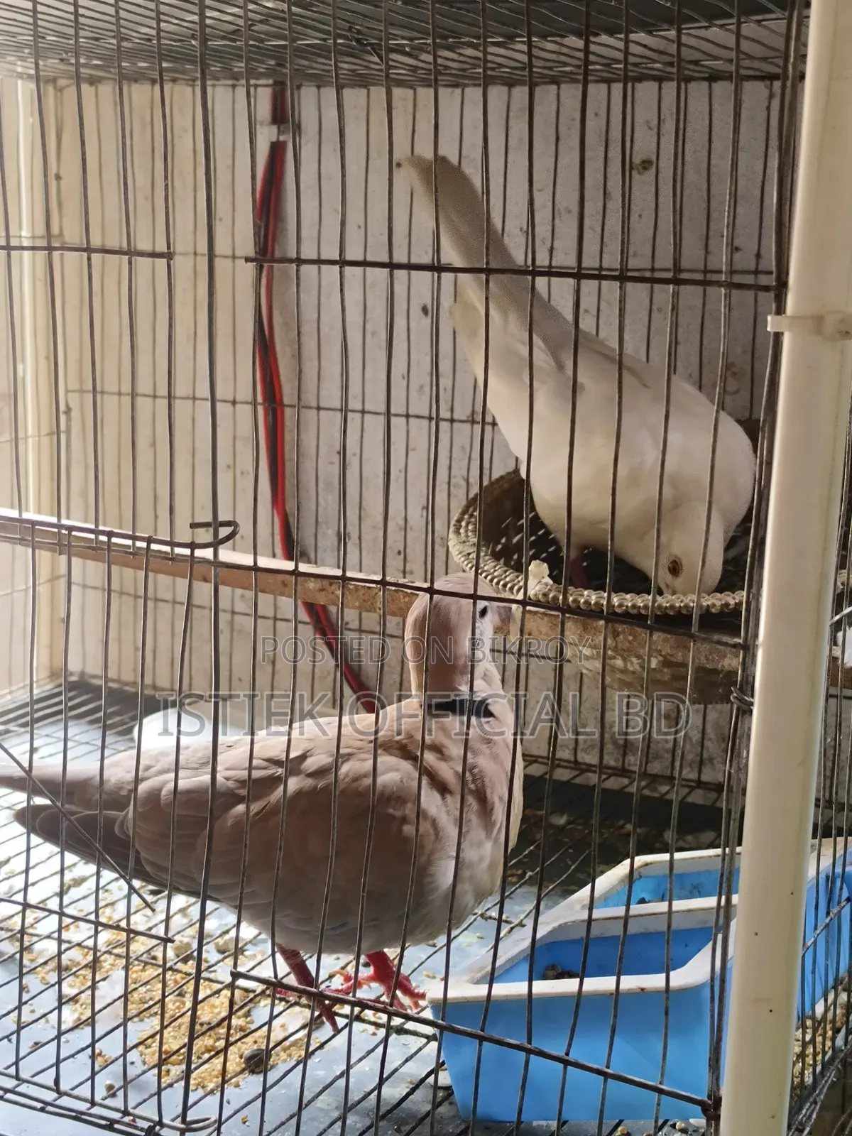 ঘুঘু পাখি রানিং