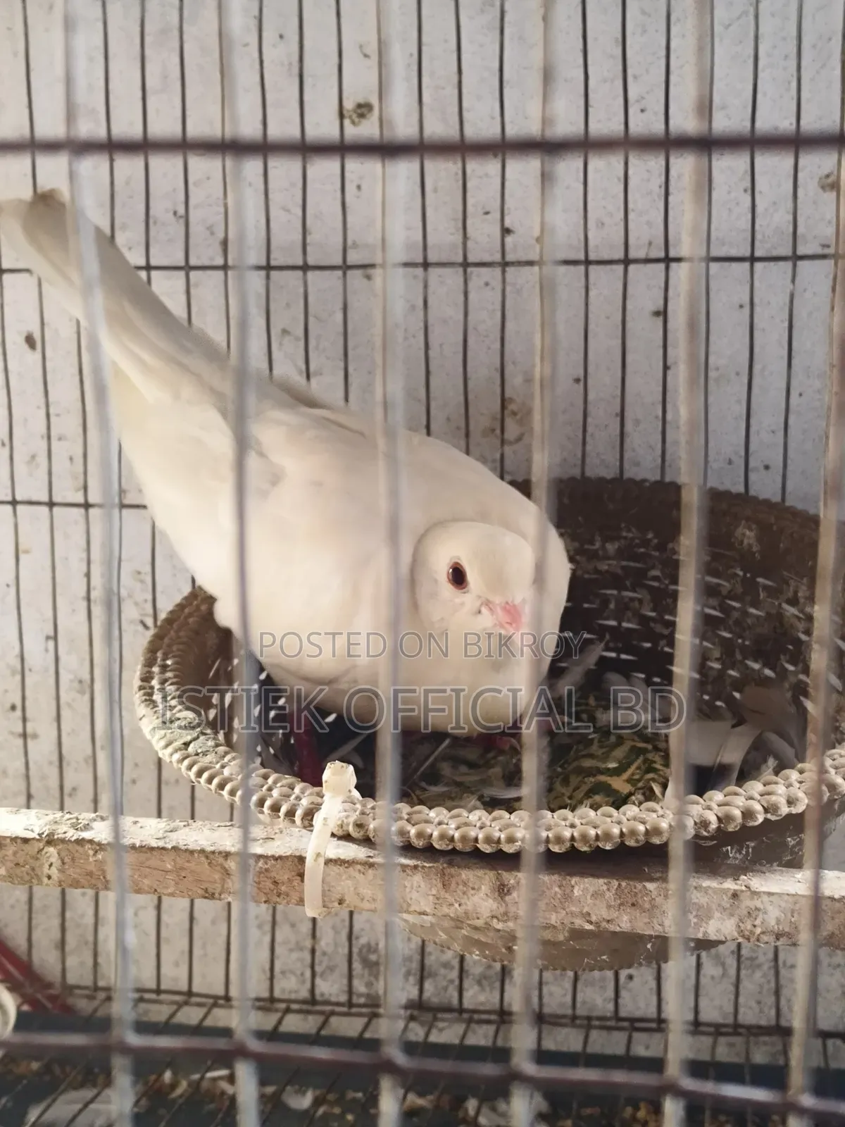ঘুঘু পাখি রানিং