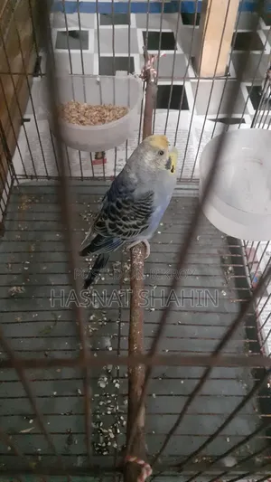 বাজরিগার পাখি (Female)