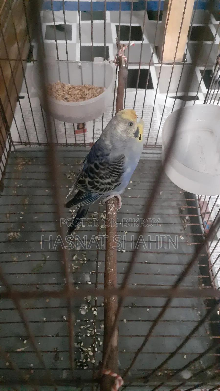 বাজরিগার পাখি (Female)