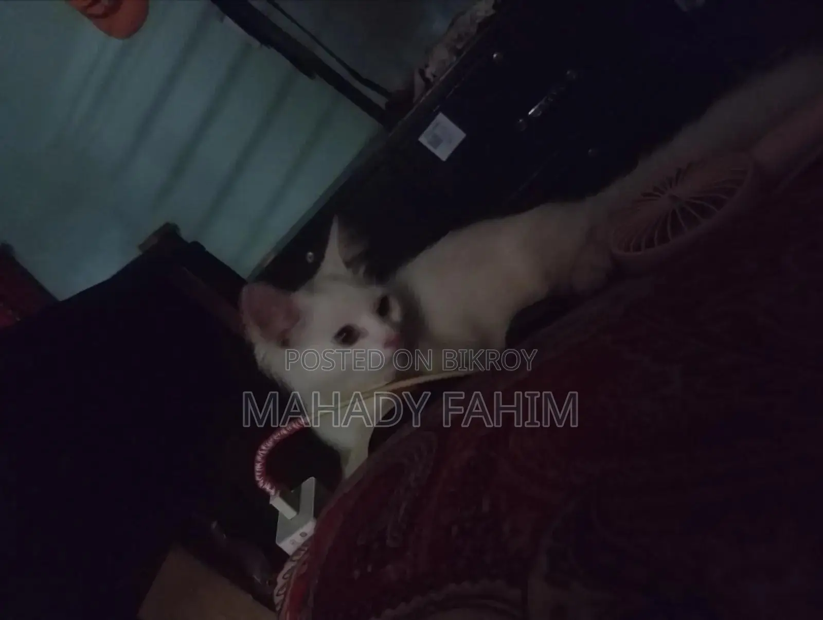 3-6 months Male Purebred Persian