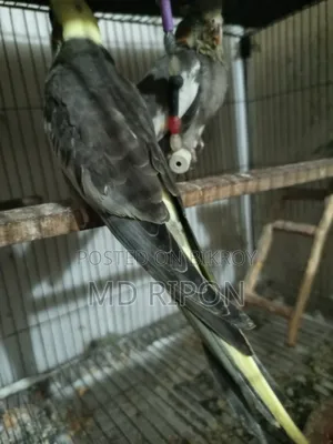 ককাটেল গ্রে পাইড হাপটেম সেল পিড বেবি লোকেশান খিলগাঁও রেল গেইট