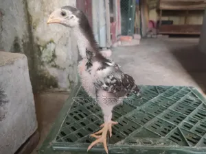 আসিল মুরগি বাচ্চা সেল হবে