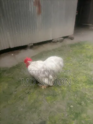 Silver Cochin Male for Sale