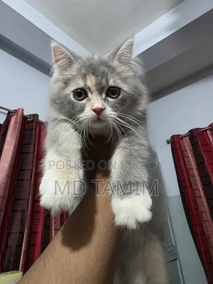 1-3 months Female Purebred Persian Kitten