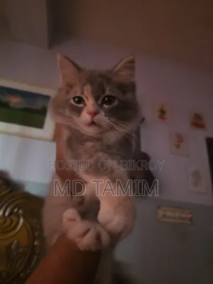 1-3 months Female Purebred Persian Kitten