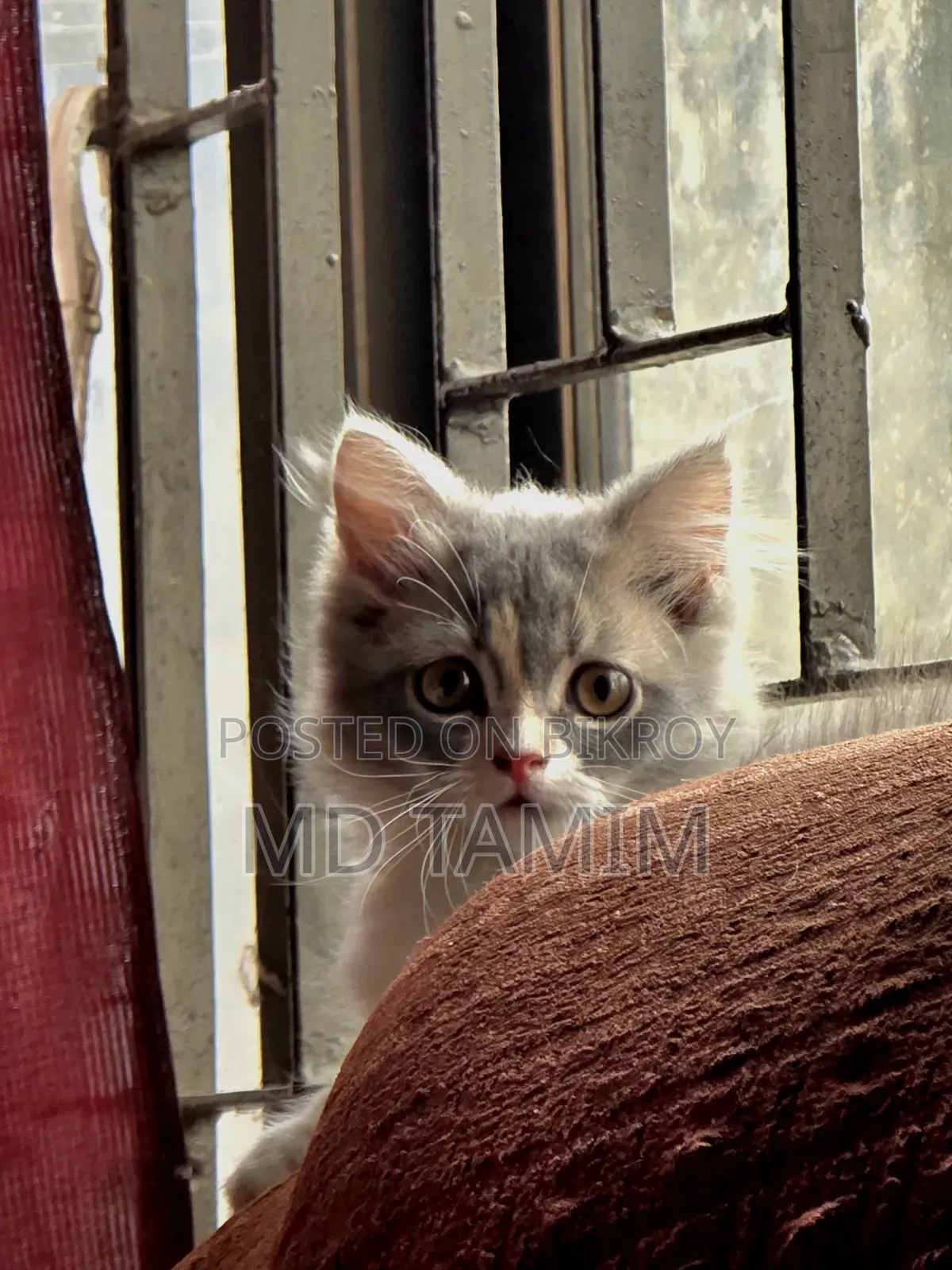 1-3 months Female Purebred Persian Kitten