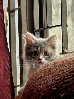 1-3 months Female Purebred Persian Kitten