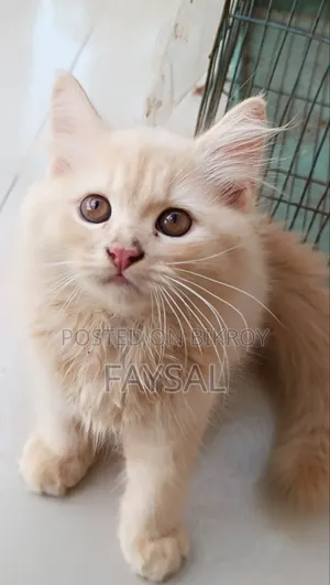 Traditional Persian Male Cat