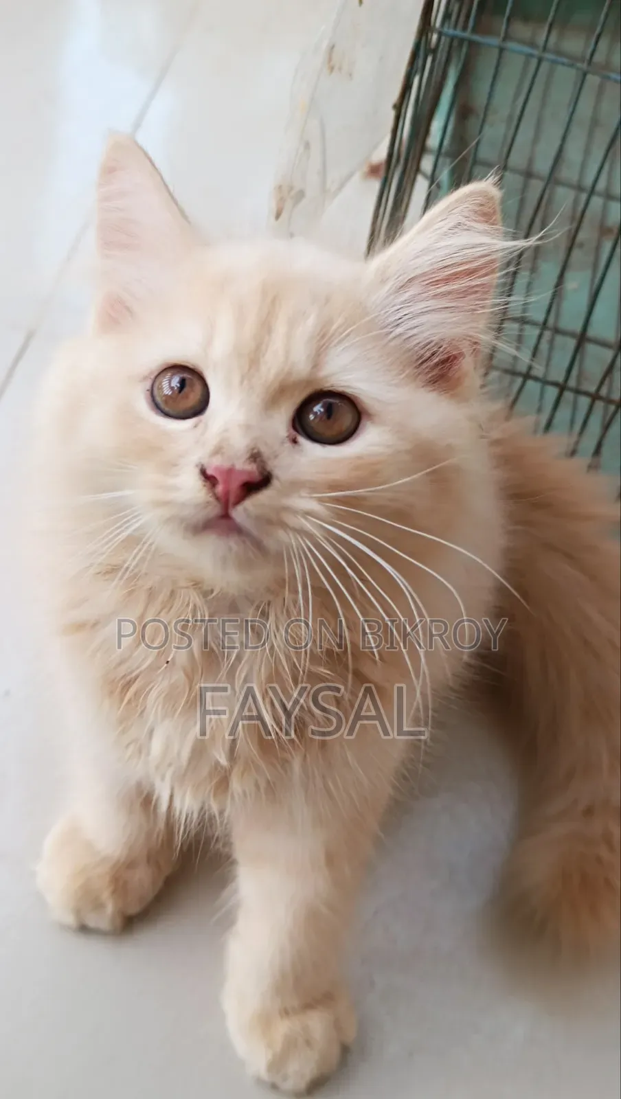 Traditional Persian Male Cat