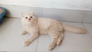 Traditional Persian Male Cat